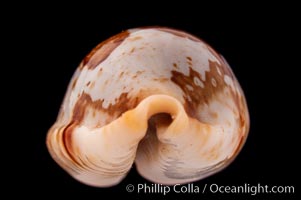 Stolid Cowrie, Cypraea stolida