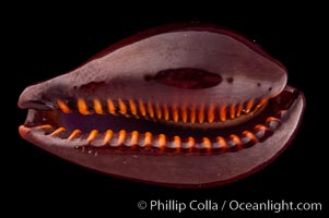 Tanned Cowrie, Cypraea succincta adusta