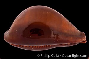 Exposed Cowrie, Cypraea succincta