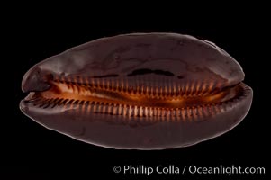 Dark Mole Cowrie., Cypraea talpa saturata, natural history stock photograph, photo id 08520