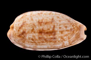 Tapering Cowrie, Cypraea teres