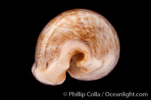 Tapering Cowrie, Cypraea teres