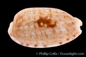 Tapering Cowrie, Cypraea teres