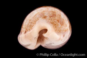 Tapering Cowrie, Cypraea teres