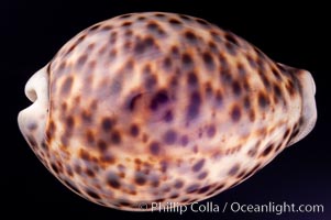 Tiger Cowrie., Cypraea tigris, natural history stock photograph, photo id 08005