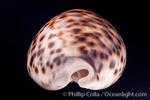 Tiger Cowrie, Cypraea tigris