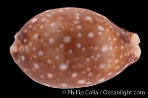 Pacific Deer Cowrie, Cypraea vitellus