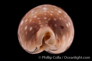 Pacific Deer Cowrie, Cypraea vitellus