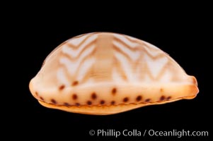 Zigzag Cowrie, Cypraea ziczac