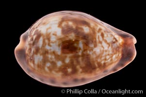 Zoned Cowrie, Cypraea zonaria