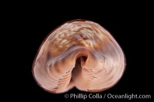Zoned Cowrie., Cypraea zonaria, natural history stock photograph, photo id 08576