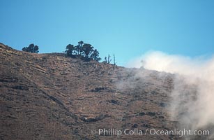 Sparse trees along island crest catch moisture from clouds, Guadalupe Island (Isla Guadalupe)