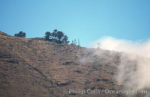 Sparse trees along island crest catch moisture from clouds, Guadalupe Island (Isla Guadalupe)