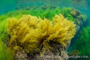 Stephanocystis dioica and Surfgrass underwater