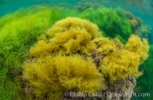 Stephanocystis dioica (yellow) and surfgrass (green), shallow water, San Clemente Island, Phyllospadix, Stephanocystis dioica
