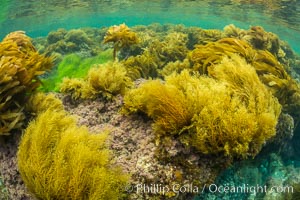 Stephanocystis dioica (lighter yellow), southern sea palm (darker yellow) and surfgrass (green), shallow water, San Clemente Island, Eisenia arborea, Phyllospadix, Stephanocystis dioica