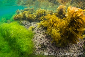 Stephanocystis dioica (lighter yellow), southern sea palm (darker yellow) and surfgrass (green), shallow water, San Clemente Island, Eisenia arborea, Phyllospadix, Stephanocystis dioica