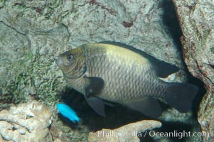 Unidentified damselfish