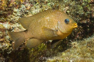 Unidentified damselfish, Sea of Cortez