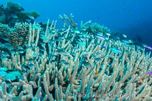 Damselfish find protection within the branches of a hard coral, Fiji, Wakaya Island, Lomaiviti Archipelago