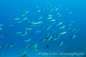 Damselfish swimming over rocky reef, sunset, Sea of Cortez