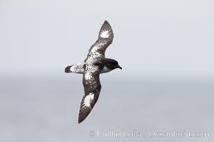 Pintado petrel in flight, Daption capense, Scotia Sea