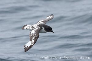 Pintado petrel in flight. Scotia Sea, Southern Ocean, Daption capense, natural history stock photograph, photo id 24731