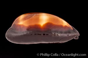 Dark Mole Cowrie, Cypraea talpa saturata