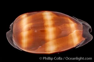 Dark Mole Cowrie., Cypraea talpa saturata, natural history stock photograph, photo id 08519