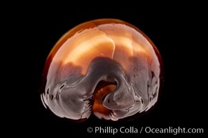 Dark Mole Cowrie, Cypraea talpa saturata