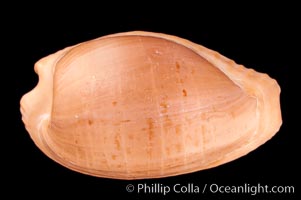 Dark-toothed Cowrie, Cypraea fuscodentata
