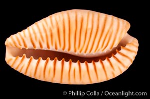 Dark-toothed Cowrie, Cypraea fuscodentata