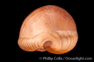 Dark-toothed Cowrie, Cypraea fuscodentata