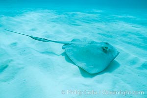 Southern stingray, Dasyatis americana