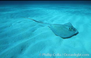 Southern stingray, Dasyatis americana