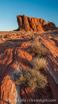 Sunrise lights sandstone rocks, Valley of Fire, Valley of Fire State Park