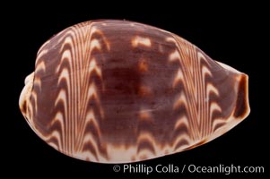 Daybreak Cowrie, Cypraea diluculum