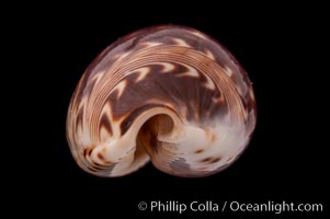 Daybreak Cowrie, Cypraea diluculum