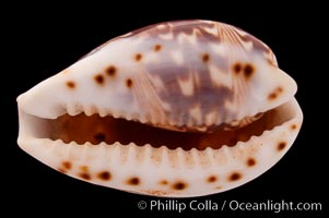 Daybreak Cowrie, Cypraea diluculum