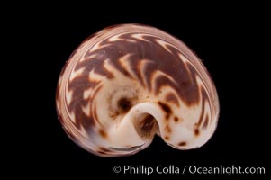 Daybreak Cowrie, Cypraea diluculum