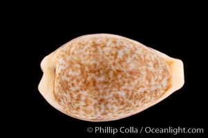 Dayrit's Cowrie, Cypraea dayritiana