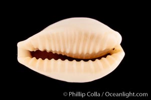 Dayrit's Cowrie, Cypraea dayritiana