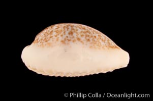 Dayrit's Cowrie, Cypraea dayritiana