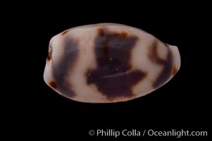 de Priester's Cowrie, Cypraea kieneri depriesteri