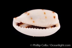 de Priester's Cowrie, Cypraea kieneri depriesteri