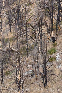 Dead trees killed by fire on the sides of Rock Creek Canyon, Rock Creek Canyon, Sierra Nevada Mountains