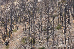 Dead trees killed by fire on the sides of Rock Creek Canyon, Rock Creek Canyon, Sierra Nevada Mountains