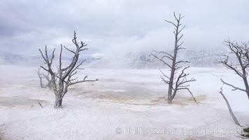 Dead trees embedded in calcium carbonate deposits in the travertine terraces of Mammoth Hot Springs, near Minerva terrace .  Over two tons of calcium carbonate (in solution) is deposited each day on the terraces, gradually killing any vegetation that had managed to be growing, Yellowstone National Park, Wyoming