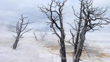 Dead trees embedded in calcium carbonate deposits in the travertine terraces of Mammoth Hot Springs, near Minerva terrace .  Over two tons of calcium carbonate (in solution) is deposited each day on the terraces, gradually killing any vegetation that had managed to be growing, Yellowstone National Park, Wyoming