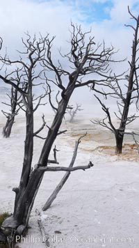 Dead trees embedded in calcium carbonate deposits in the travertine terraces of Mammoth Hot Springs, near Minerva terrace .  Over two tons of calcium carbonate (in solution) is deposited each day on the terraces, gradually killing any vegetation that had managed to be growing, Yellowstone National Park, Wyoming